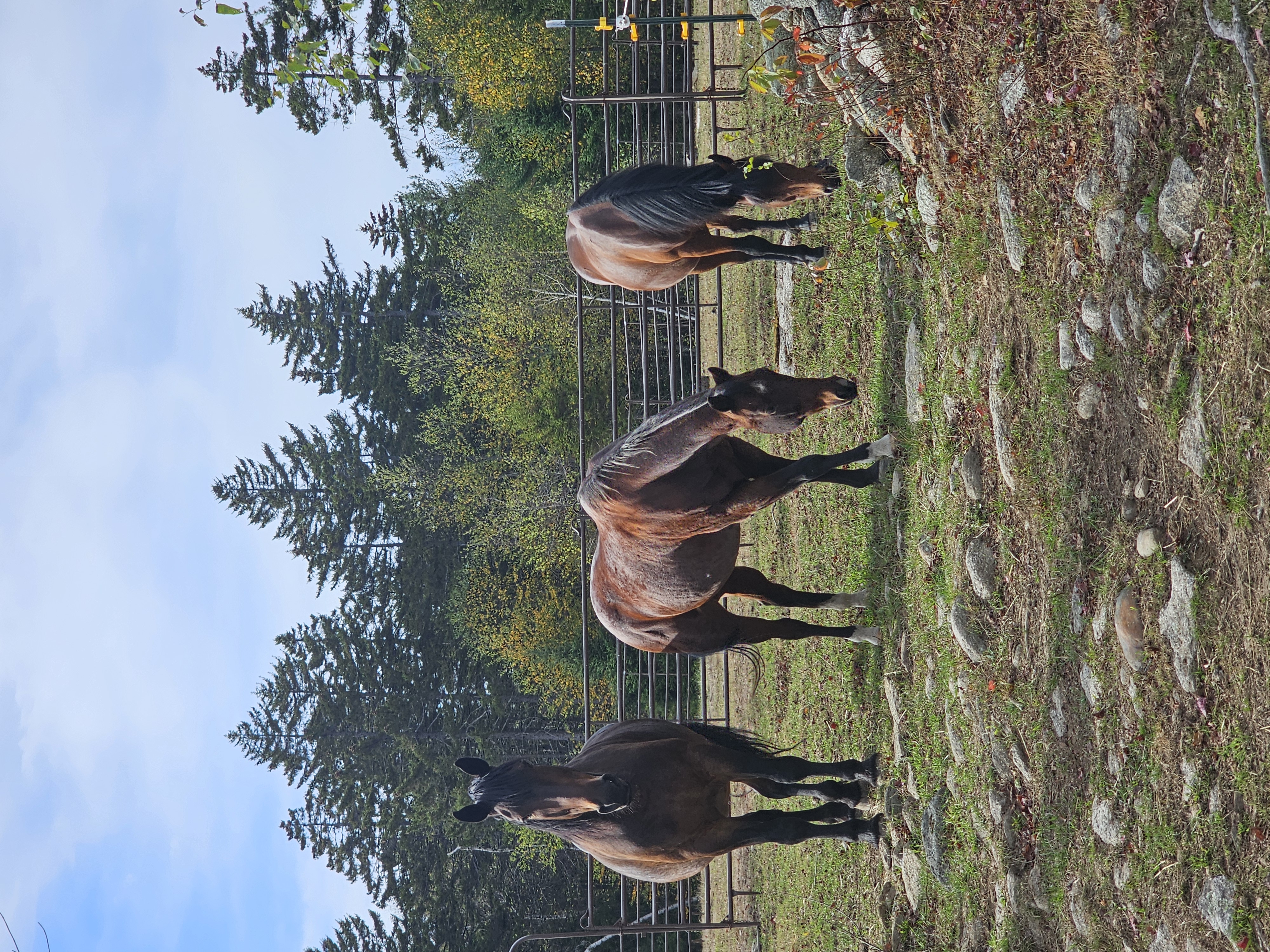 Willow Farm