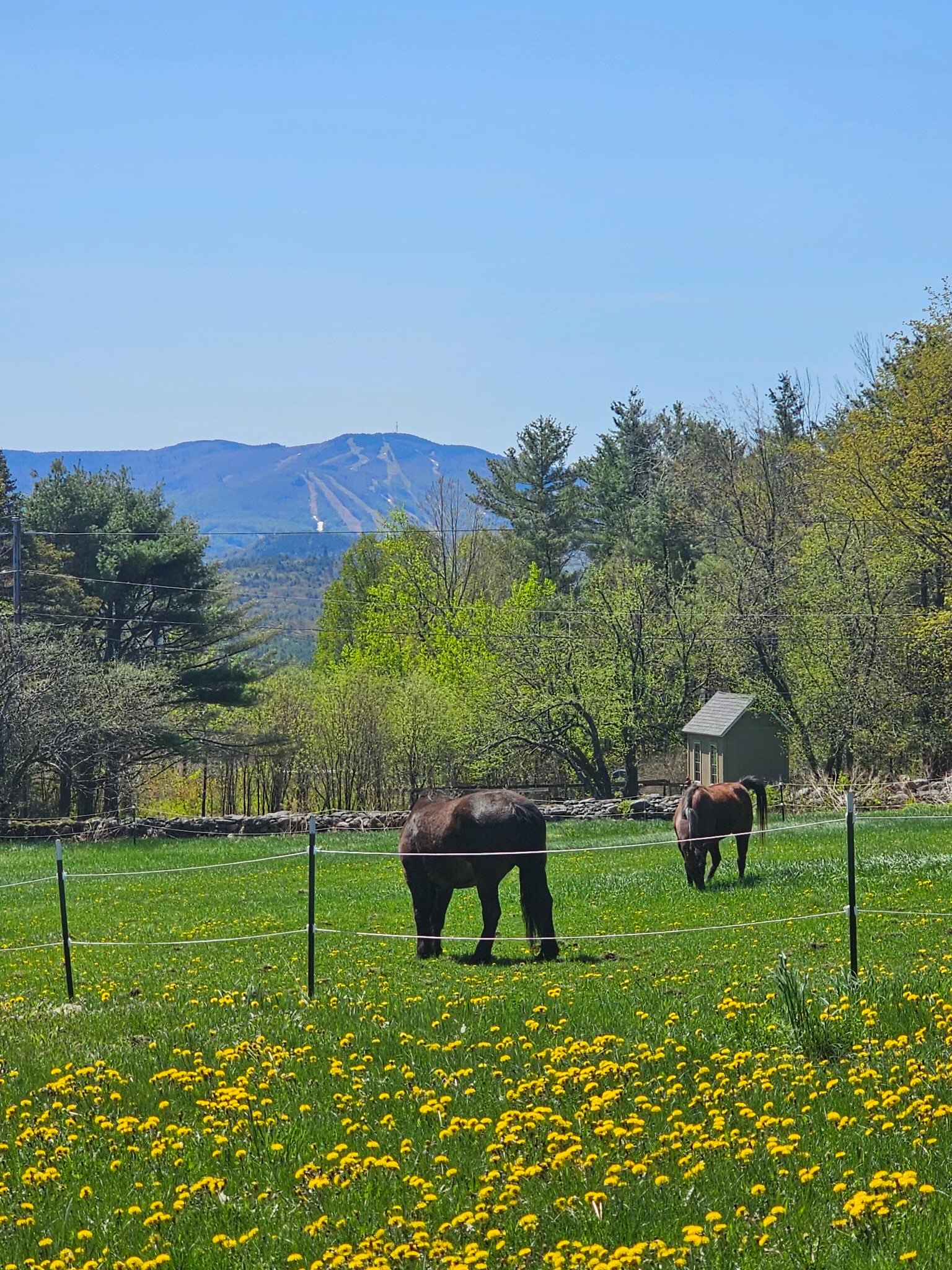 Horses at Willow Farm