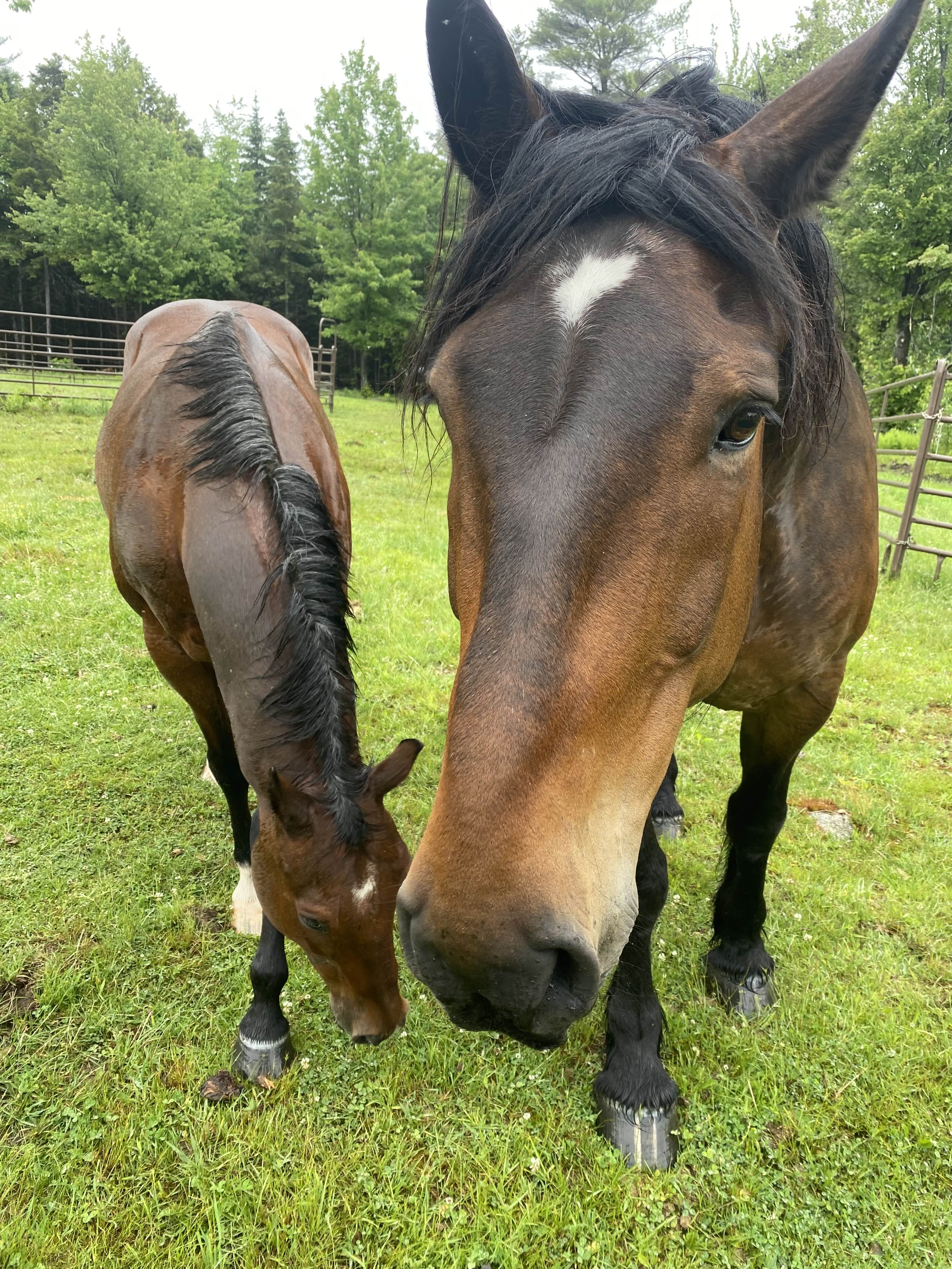 both horses