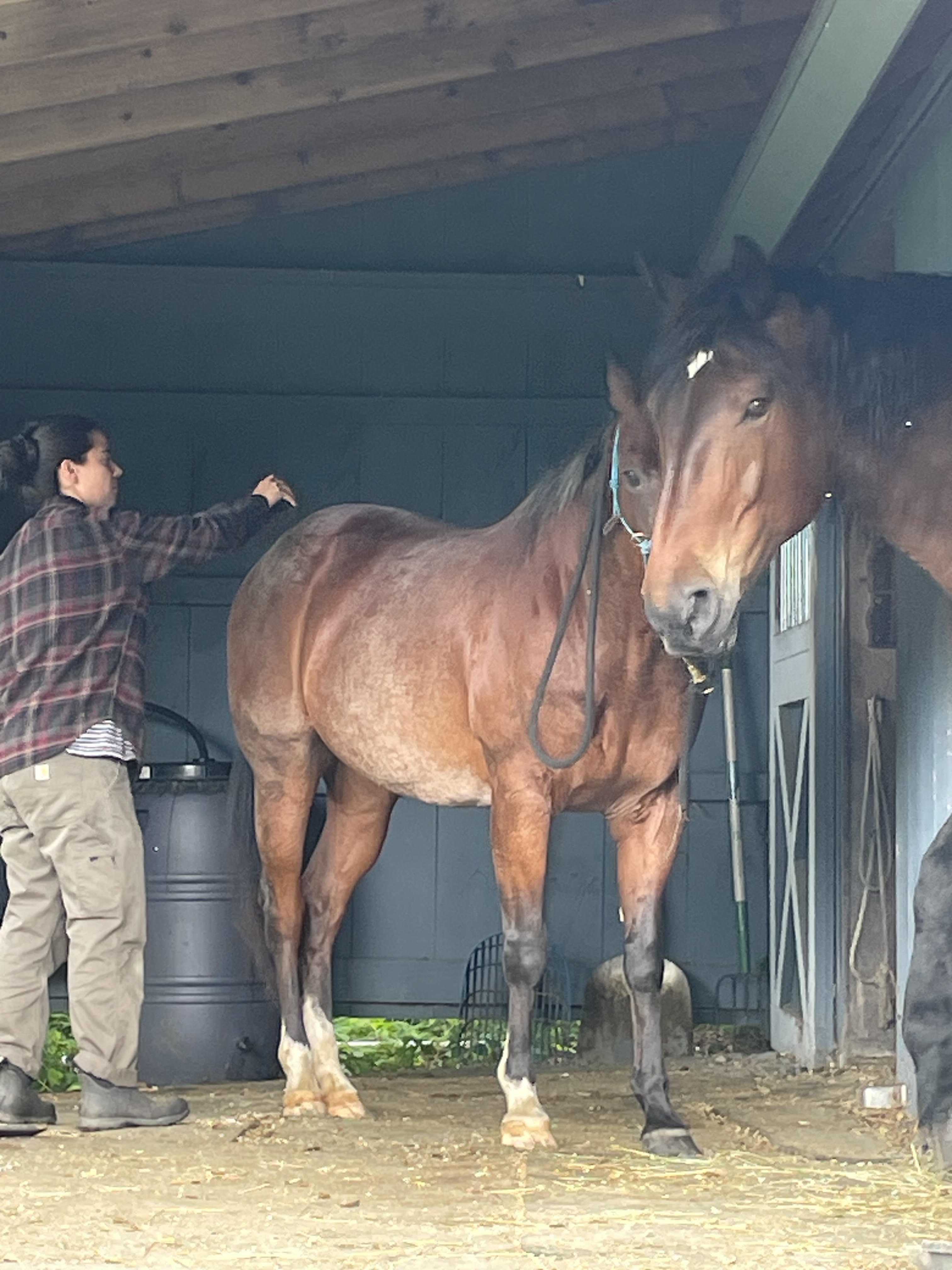 Horses