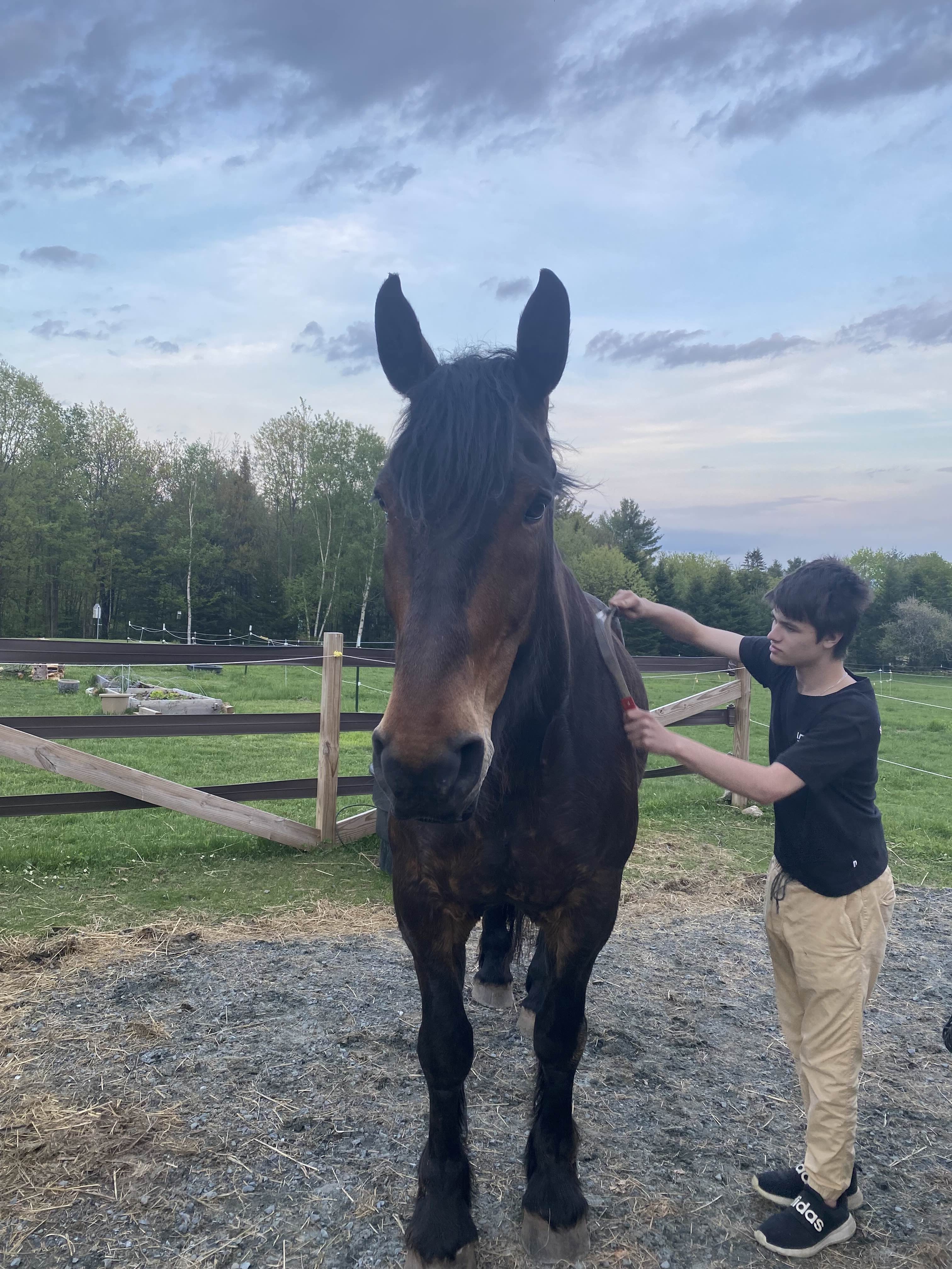 Horse!