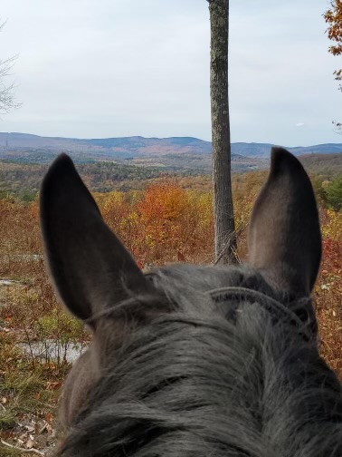 Horse!